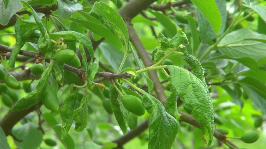 Kakvu brigu zahtijevaju šljive?
