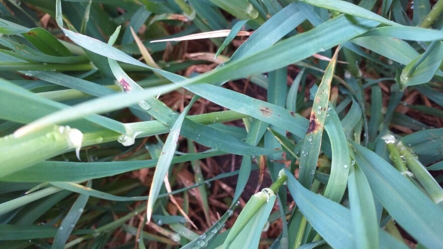 Spriječite pjegavost ječma na vrijeme