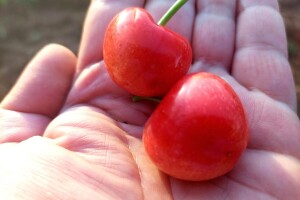 Stare sorte u sjeni hibrida - kupci gledaju samo veličinu, za okus niko ne pita