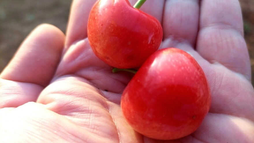 Stare sorte u sjeni hibrida - kupci gledaju samo veličinu, za okus niko ne pita