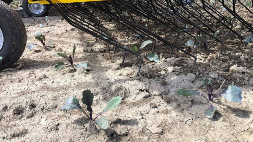 Violetti: Novo povrće osvaja Evropu?