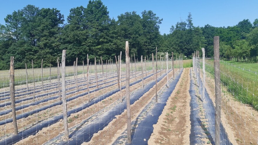 Očekuje se dobra sezona kornišona - bh. krastavci kvalitet gube na granici?