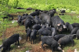 Crna svinja "mijenja" traktor - ore njivu i iskorjenjuje korov