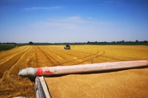 Na vakufskim parcelama, požnjeveno 47 tona pšenice