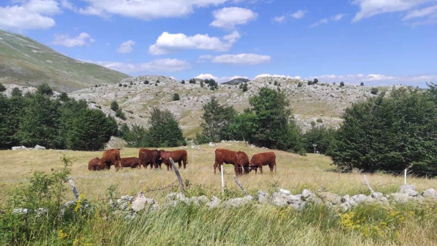 Londonsku banku zamijenio farmom na Bjelašnici: Nigdje kao u domovini