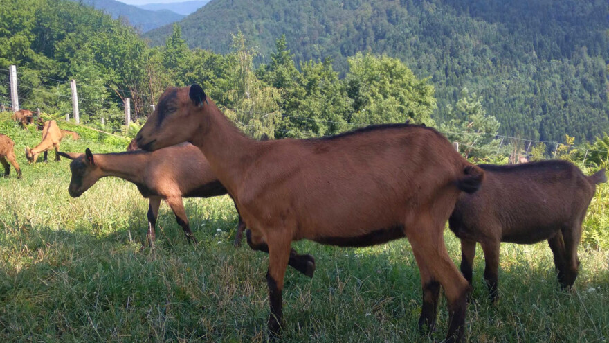 Obnovljena mljekara i sirana Mons Produkt poslije požara - tovni jarići spremni za tržište