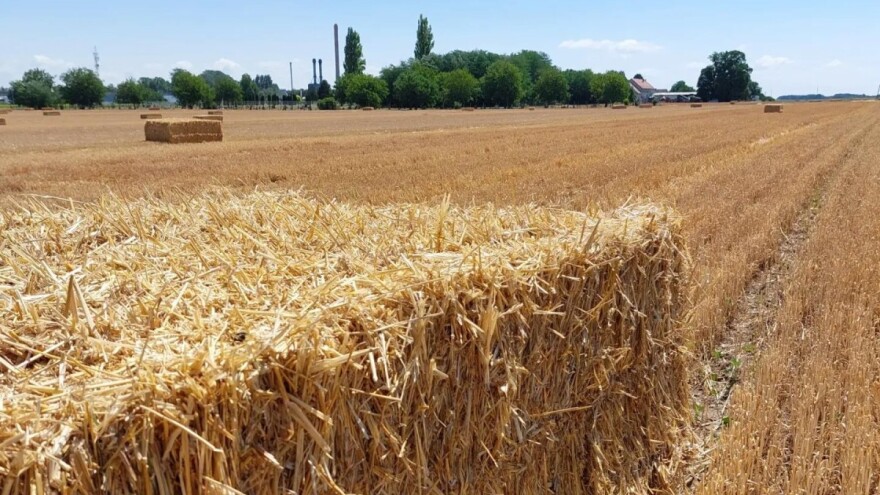 Hrvatski ratari traže višu cijenu pšenice - "barem 0,73 KM/kg"