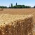 Ratari razočarani resornim ministarstvom, zbog cijene pšenice traže razgovor s premijerom