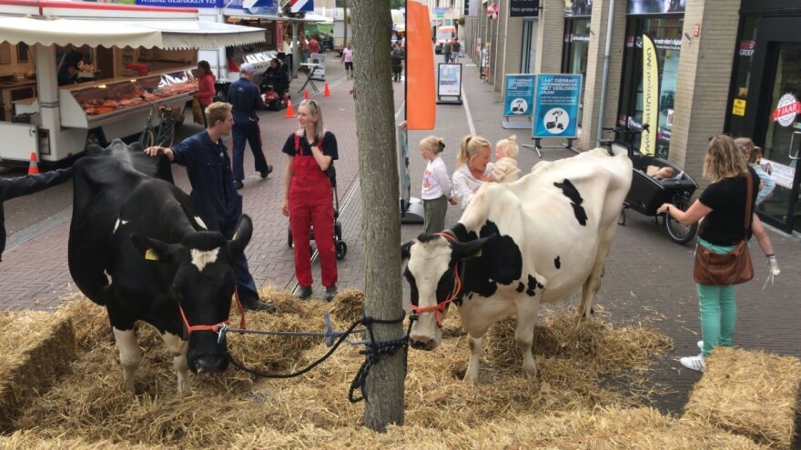 Protesti u Holandiji se ne smiruju - 11.200 gazdinstava će prestati s radom