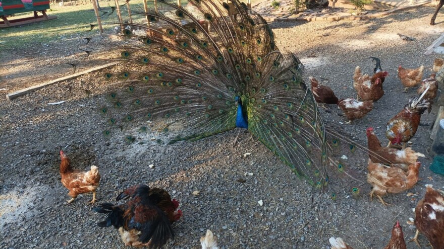 Predizborno obećanje životinjama: Amer Beganović brine da zimu ne dočekaju gladne