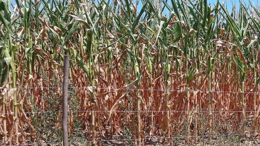 Kukuruzu nema spasa, a ratari nakon ekstremne suše pitaju - ima li smisla ići u jesensku sjetvu?