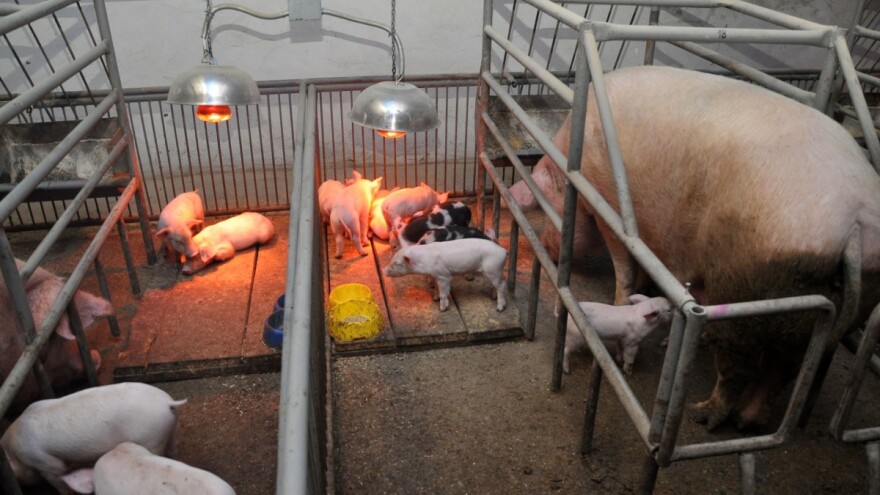 Skoro milion svinja manje u danskim štalama
