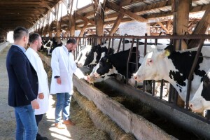 Najveći proizvođač mlijeka u BiH bogatiji za 90 novih junica
