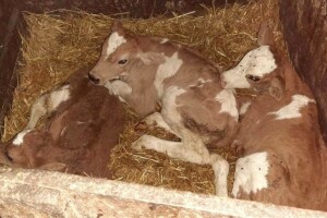 Stigle još jedne trojke - ovog puta na farmu Šarčevića