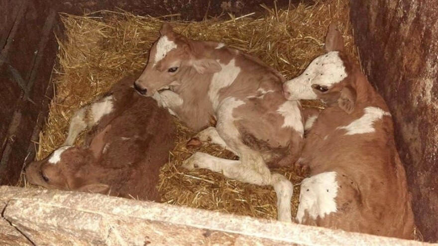 Stigle još jedne trojke - ovog puta na farmu Šarčevića