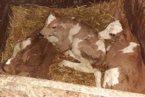 Nezapamćeno u Čapljama: Stigle trojke na farmu Šarčevića