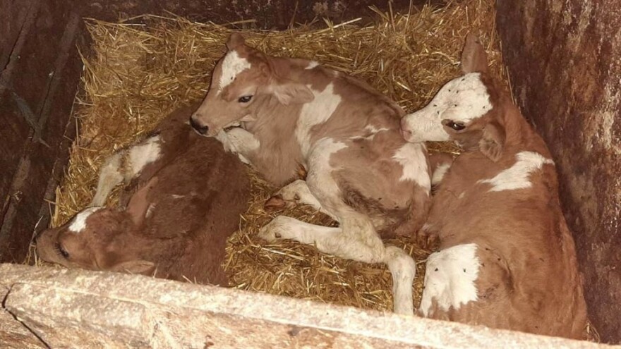 Nezapamćeno u Čapljama: Stigle trojke na farmu Šarčevića