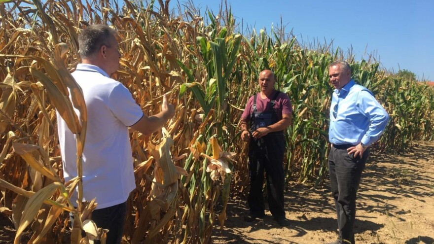 Pašalić: Viša cijena kukuruza će nedomjestiti manje prinose