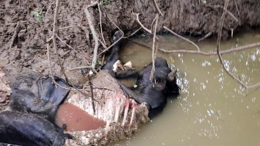Medvjed napao junca u štali u Ilijašu, ostatke ostavio u potoku
