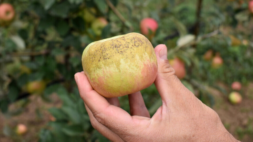 Kako bioregulatori pomažu kod rđaste prevlake jabuke i kontrole vegetativnog porasta?