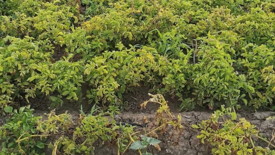 Oprez - slijedi važan period u zaštiti krompira