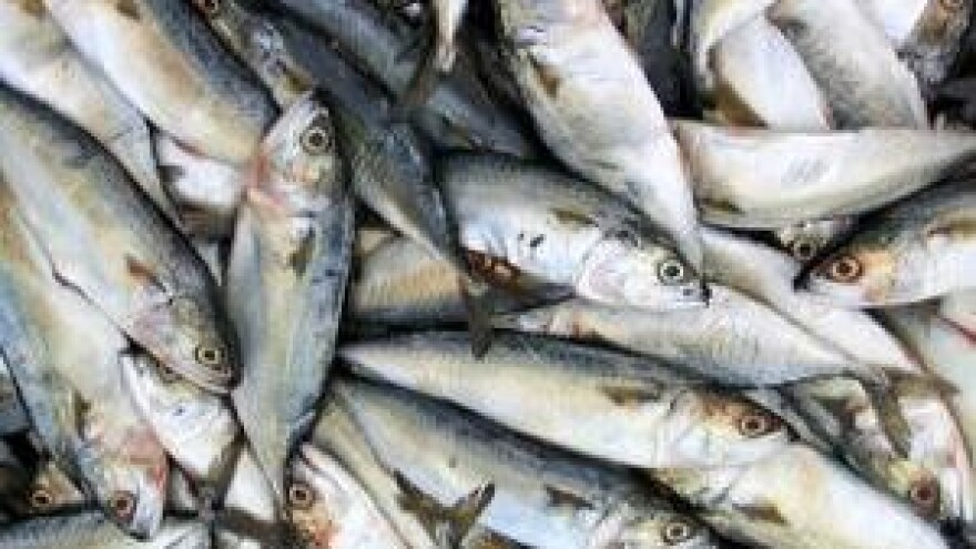 Smanjene ribolovne kvote