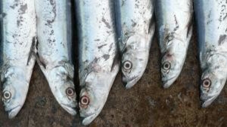 Sve je manje ribara u Gružu