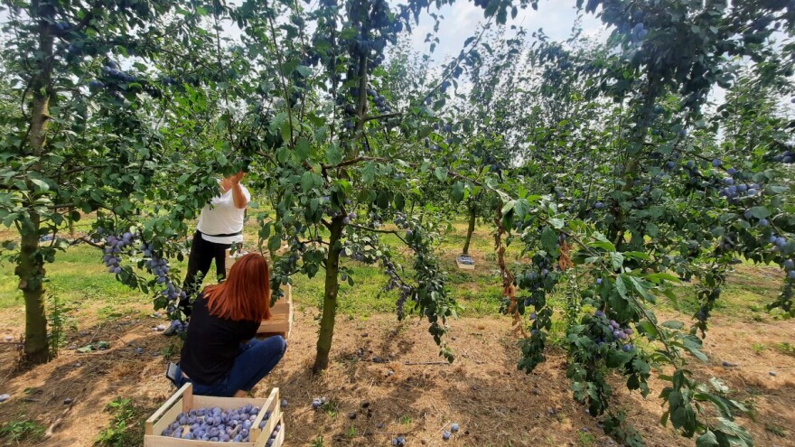 Počela berba šljiva u Posavini: Zbog velike potražnje, plodovi u gajbama prije vremena