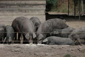 Što se događa s uzgojem crne slavonske svinje u Hrvatskoj?
