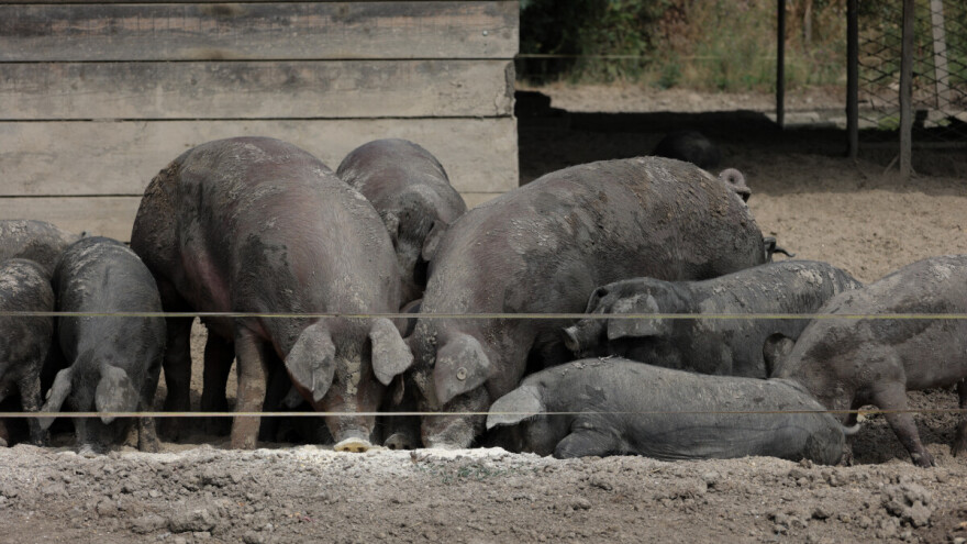 Što se događa s uzgojem crne slavonske svinje u Hrvatskoj?