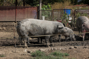 Uzgajivačima svinja iz pet slavonskih županija 3 milijuna eura za bolju zaštitu od afričke svinjske kuge