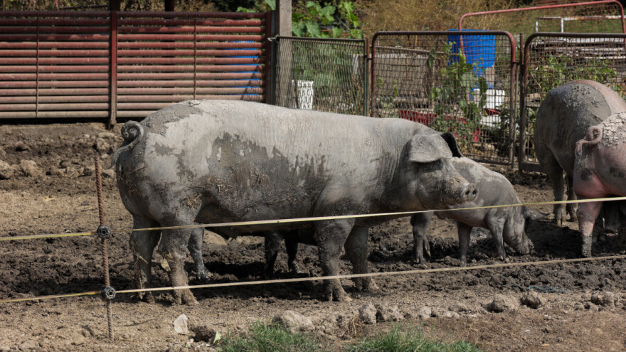 Uzgajivačima svinja iz pet slavonskih županija 3 milijuna eura za bolju zaštitu od afričke svinjske kuge