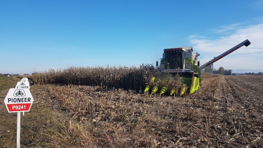Pioneer P0943 brzo otpušta vlagu bez dodatnog sušenja - odličan izbor u Podrinju