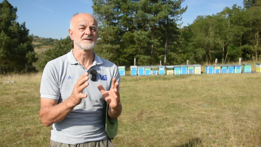 Pčelari poručuju: Nema bolje prihrane od prirodne paše za pčele