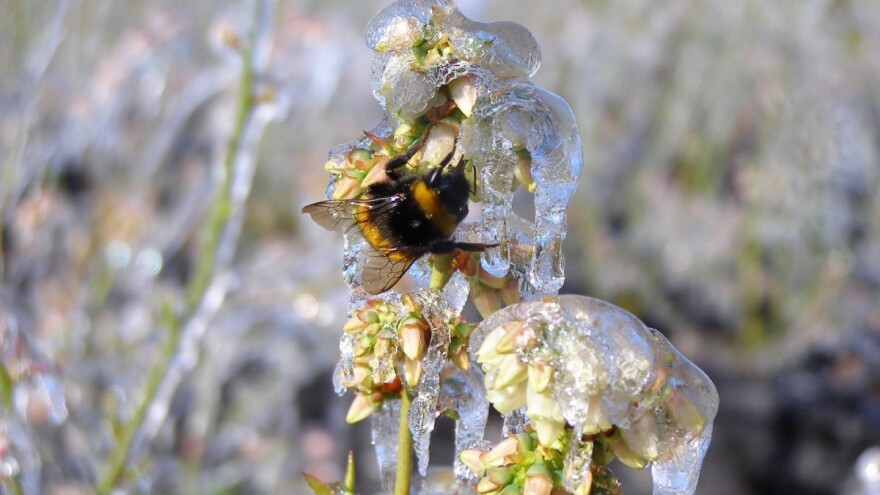 Bumbari oprašivači - u Izraelu ih koriste od 1991. godine