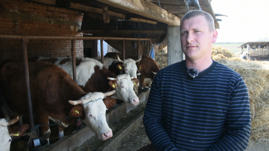 Za mleko dobija 67 dinara plus premija, "potpomaže se" i tovom bikova