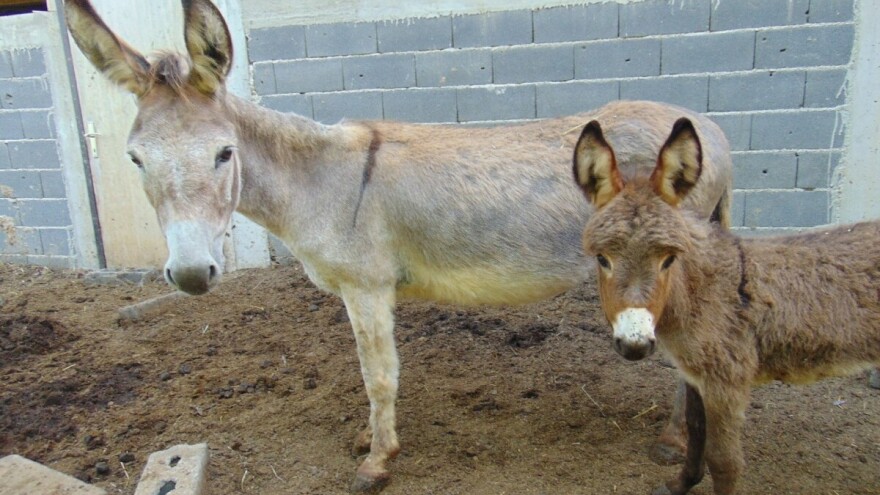 Ko ima veće magarce: Bosanci ili Hercegovci?