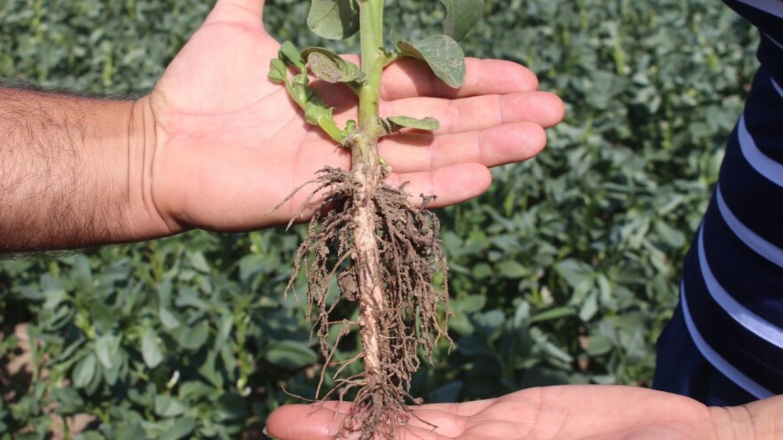 Ivica Ponediljak: Iz iskustva s leguminozama - bob je bolji od soje