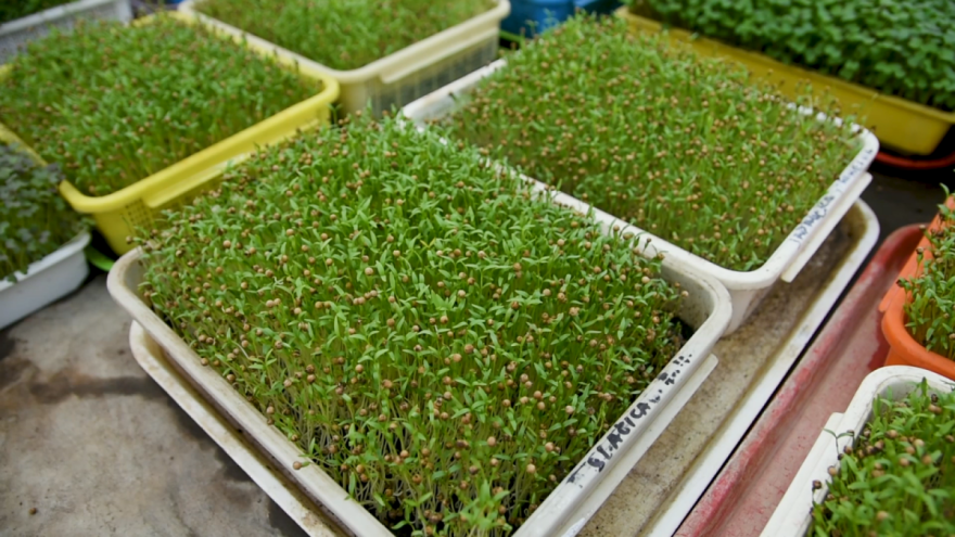 Za razvoj klica i mikrobilja potrebno je sve što i drugim biljkama, ali malo drugačije?