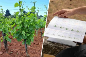 Što je novo u zaštiti vinograda i kako do 20 posto više šećera?