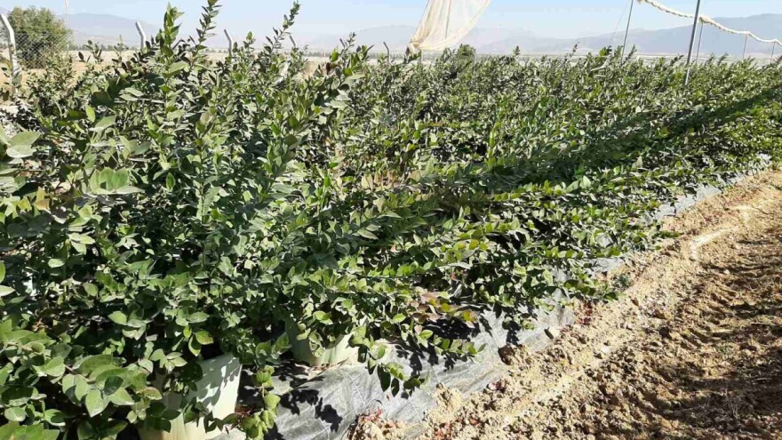 Proširuju zasade pod borovnicom - prodaju je za 6,5 evra po kilogramu