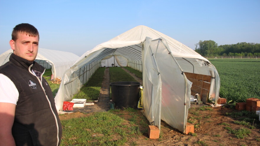 Valentino Meštrić: Oko začinske paprike nema puno posla, a cijena je dobra i otkup siguran