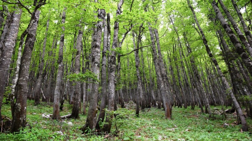 Naše drevne bukve na karti Svjetske baštine!