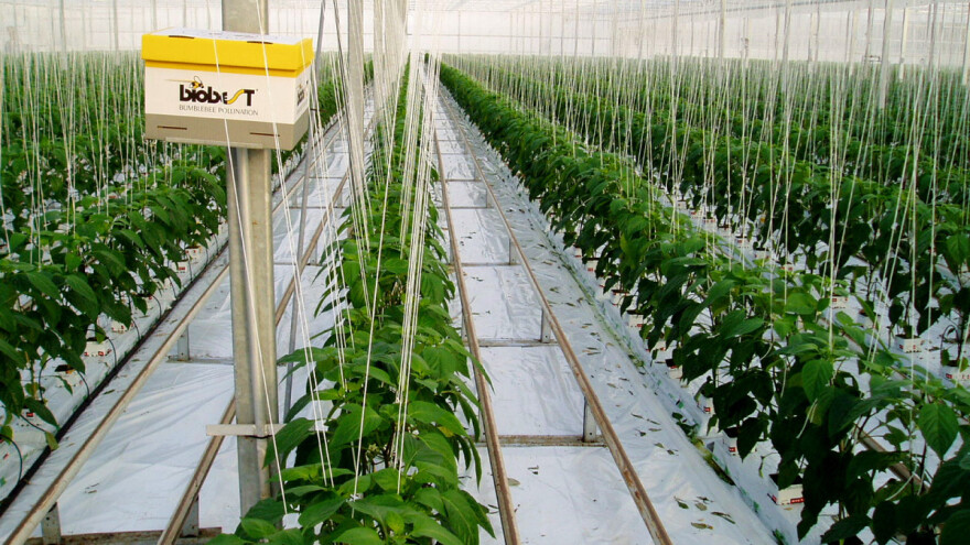 Kako do uštede u grijanju plastenika i staklenika?