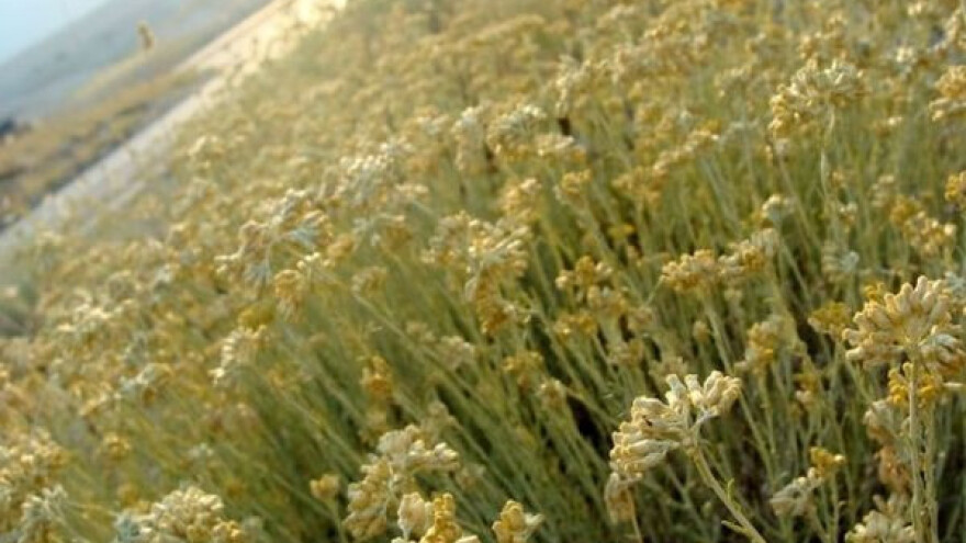 Prijavite svoje nasade smilja!