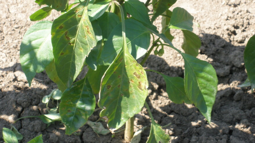 Mjere zaštite od bakteriozne pjegavosti i krastavosti paprike i paradajza