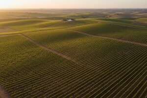 30% EU vinograda nalazi se u Španiji