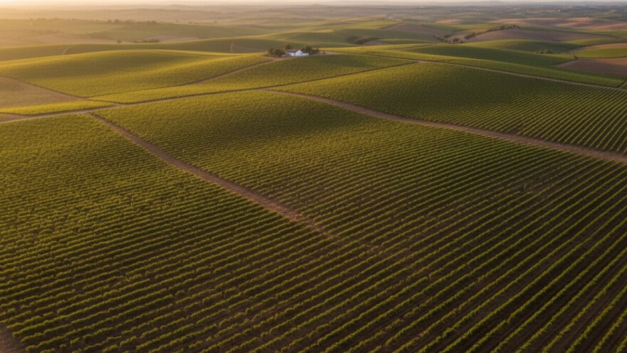 30% EU vinograda nalazi se u Španiji