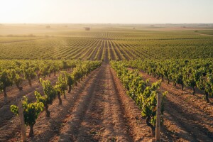 30% EU vinograda se nalazi u Španjolskoj