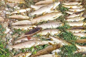 Je li čišćenje bazena otrovalo više od 170 komada ribe u Radobolji?